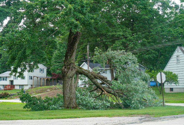 How Our Tree Care Process Works  in  Woodsboro, TX