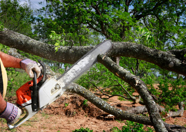 Best Weed Control  in Woodsboro, TX